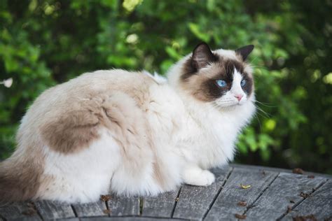 Ragdoll greatm8. Things To Know About Ragdoll greatm8. 